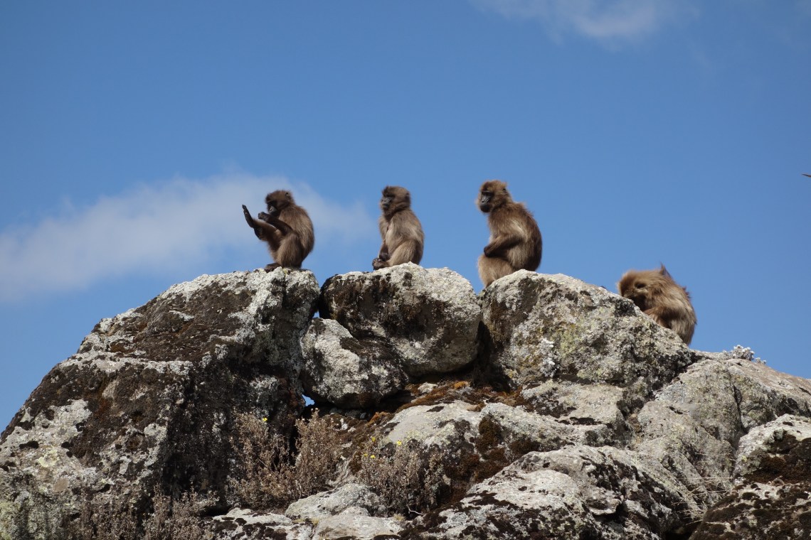 baboons-simien-mountains-ethiopia-1