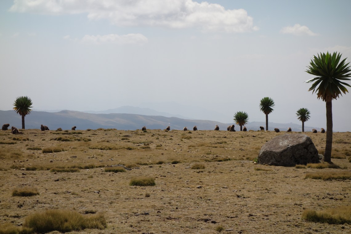 baboons-simien-mountains-ethiopia-2