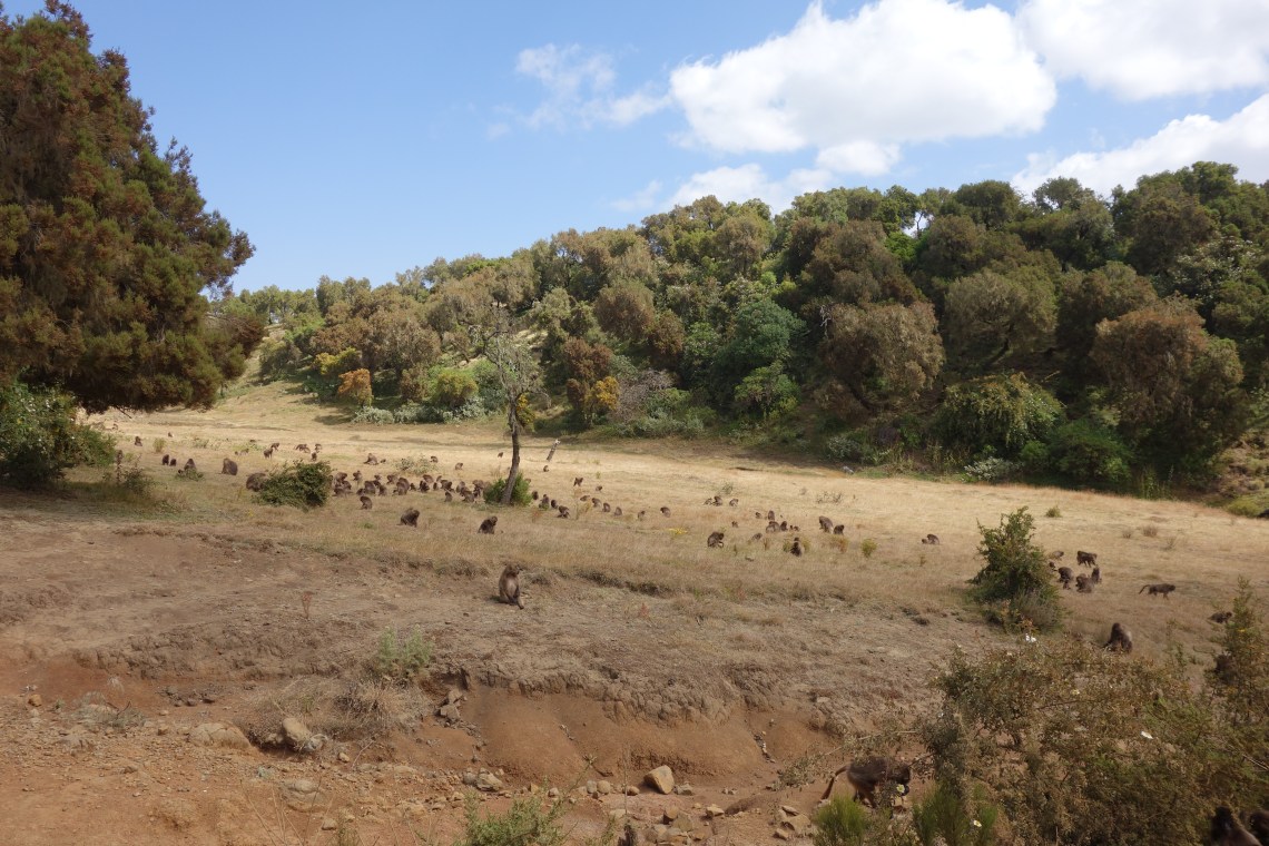 simien-mountains-baboons