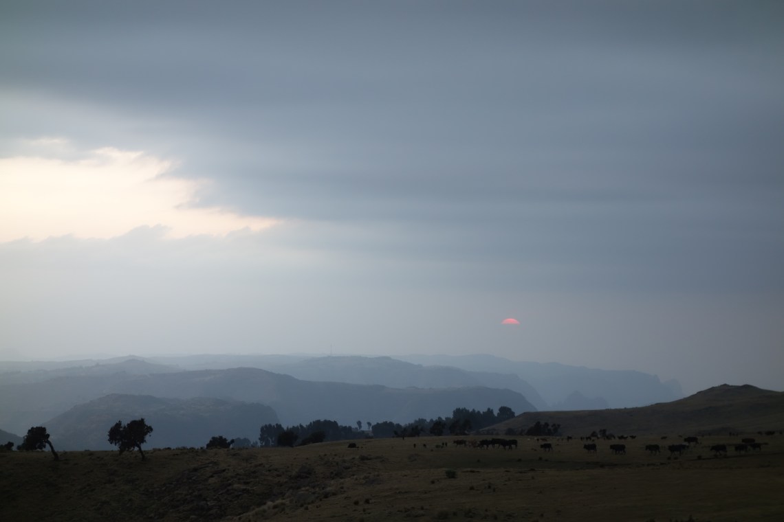 simien-mountains-cattle