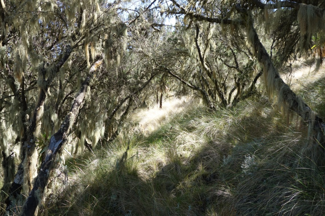 simien-mountains-trees