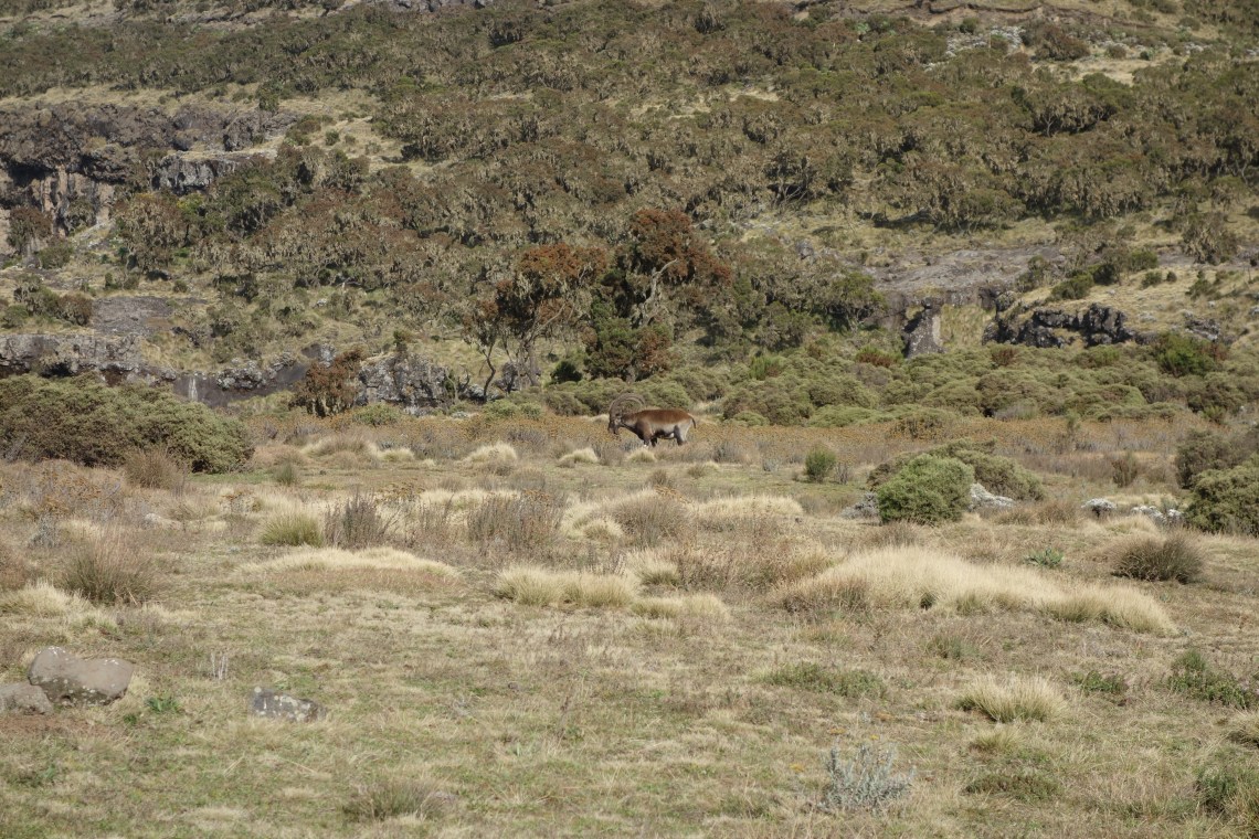 wole-ibex-simien-mountains