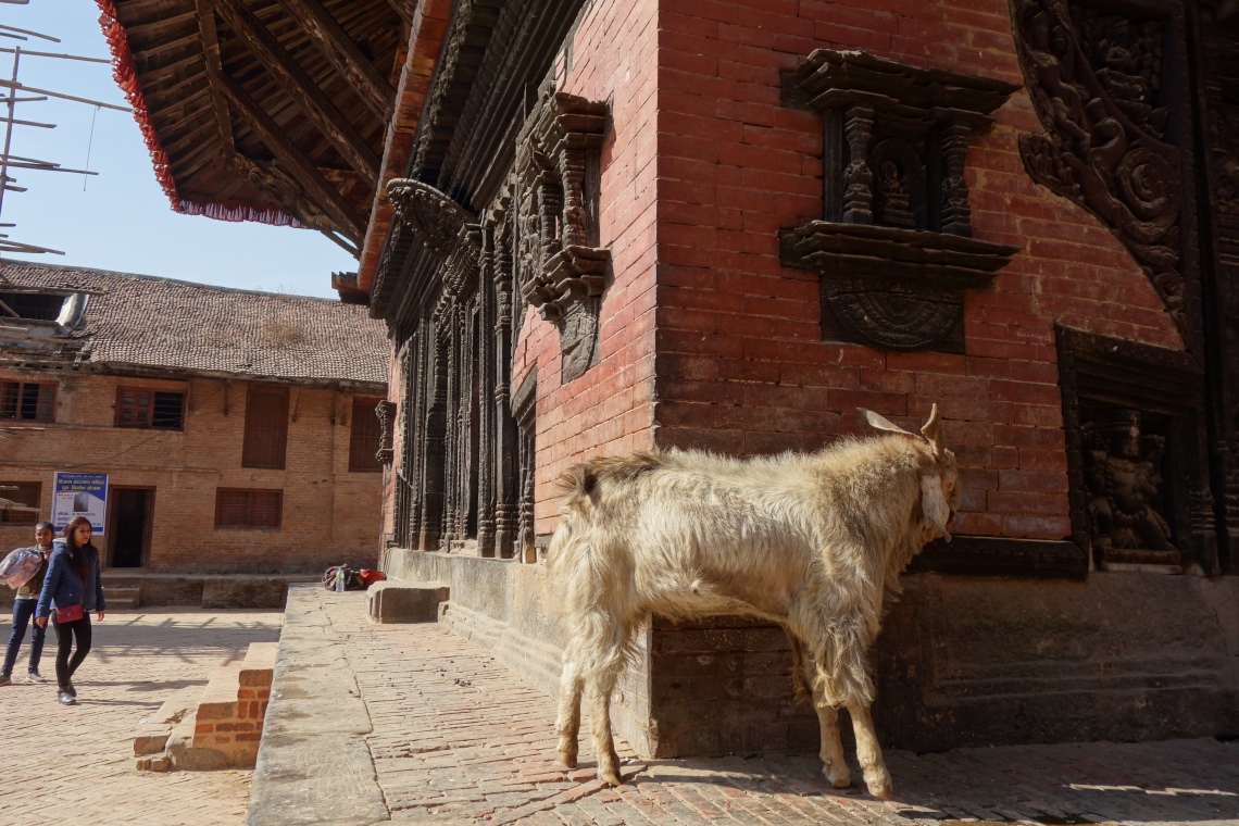 nepal goat