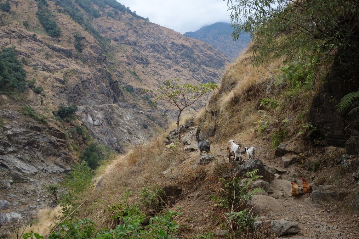 annapurna circuit goats himalayas nepal