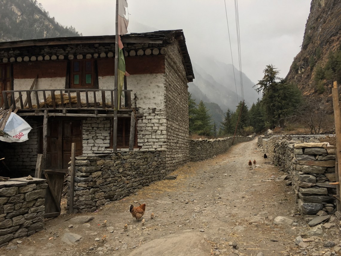 chickens nepal travel blog