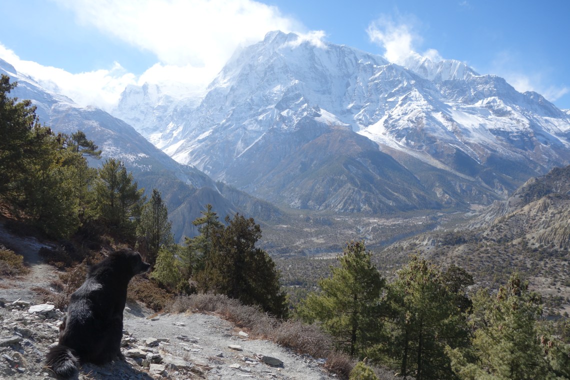 dog annapurna circuit nepal stray