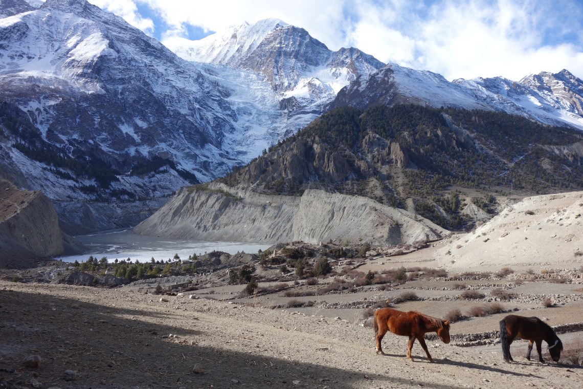 horses near manang nepal travel blog