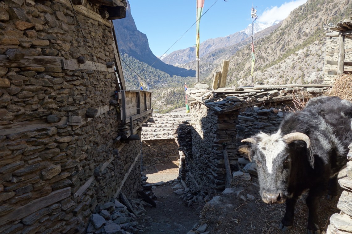 upper pisang yak annapurna circuit nepal himalayas travel blog