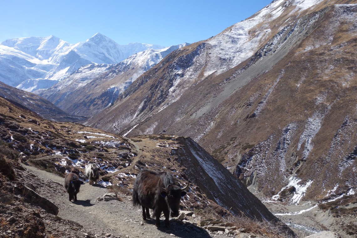 yaks yak himalayas nepal annapurna circuit