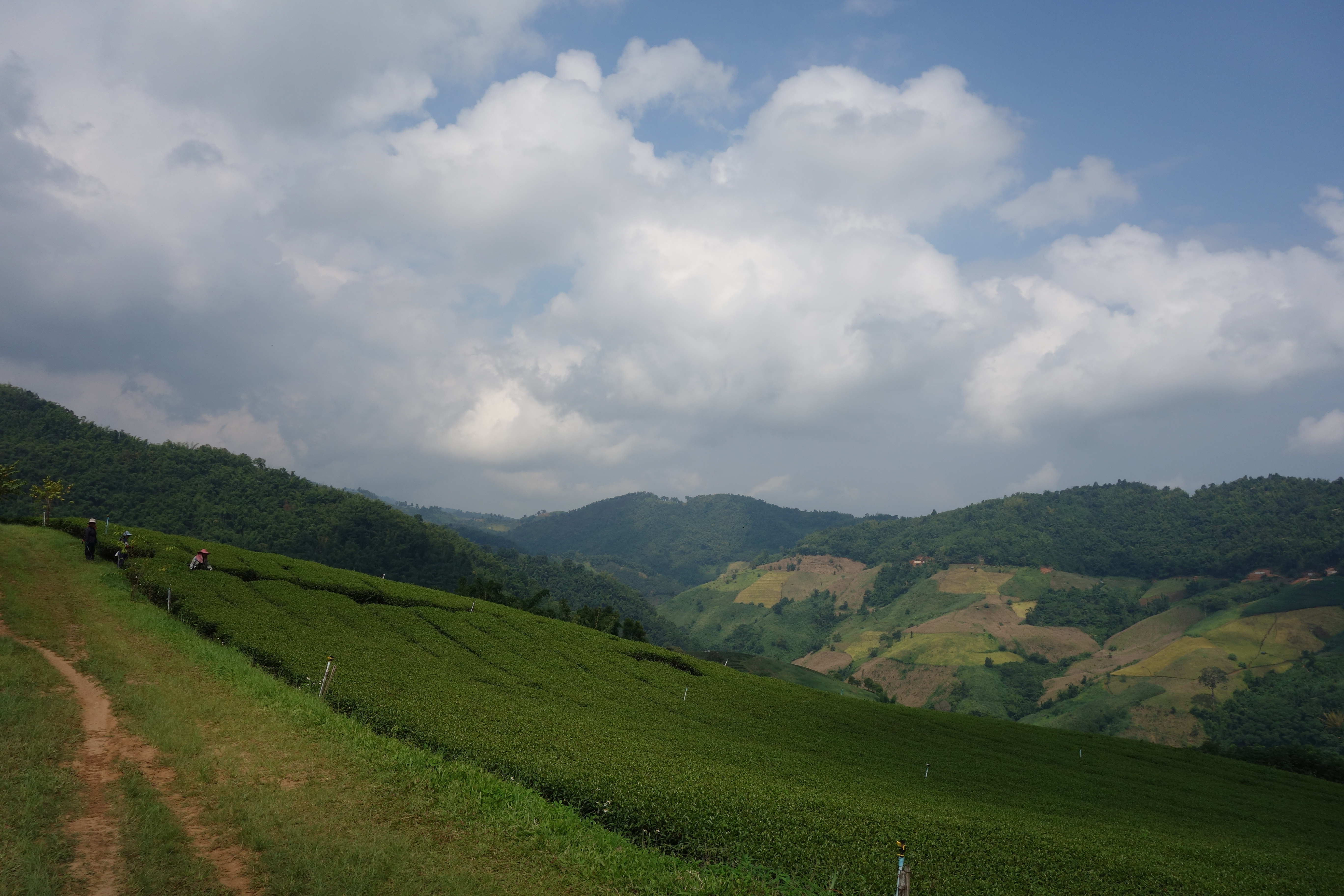 Opium farms have been replaced with tea plantations. There are plenty of places to taste the local brews by the roadside.
